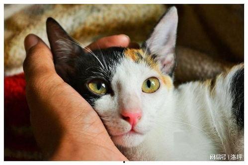 娱乐吃瓜酱猫妈妈视频大全