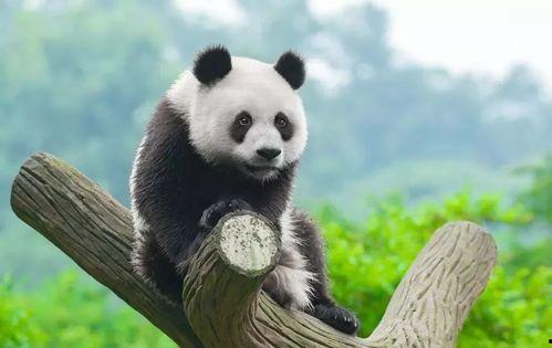 娱乐吃瓜大熊猫视频,一场娱乐吃瓜盛宴