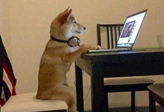 娱乐吃瓜酱救狗还是救人