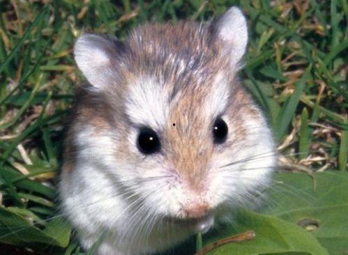 娱乐吃瓜酱本鼠,揭秘娱乐圈那些不为人知的幕后故事